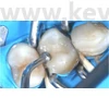 Picture 9/13 -Metal subdivided sticker, 50 pieces/box, molar , thickness: 0.038 mm - in various designs