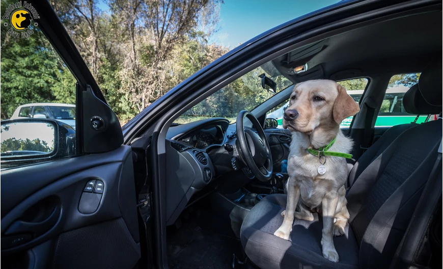 We donated a station wagon to the Guide Dog School in Baráthegy